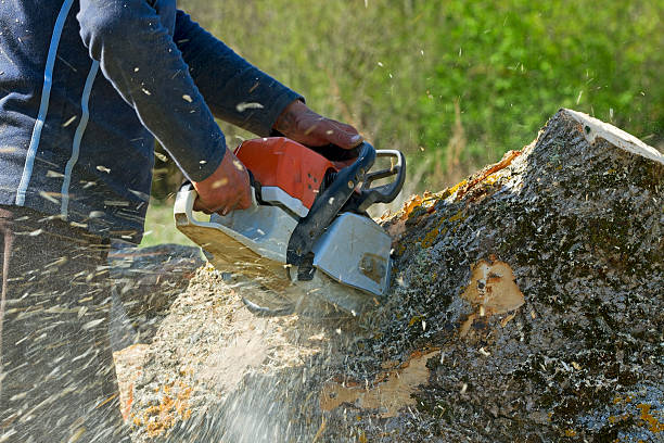 How Our Tree Care Process Works  in  Kent City, MI